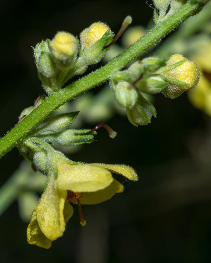 Verbascum chaixii / Verbasco di Chaix